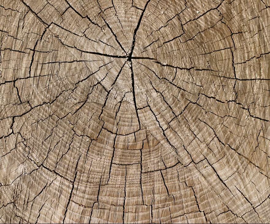 cracks and rings in the stump of a tree