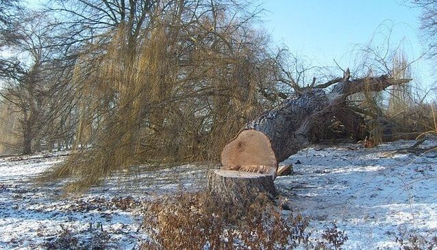 Giant tree on the frozen ground in Wheaton IL after snow storm