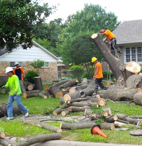 team of arborists removing a large oak from a front yard in Wheaton
