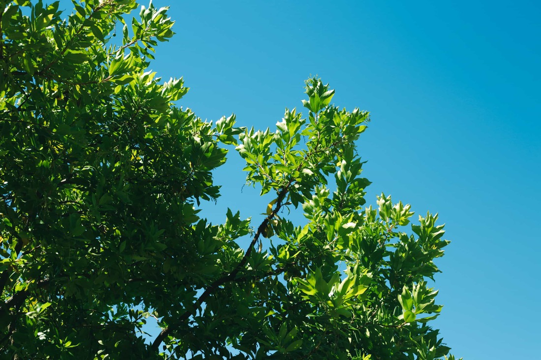 bright green leaves on a tree branch against a bright blue sky