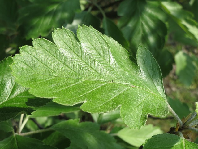 little green oak leaf