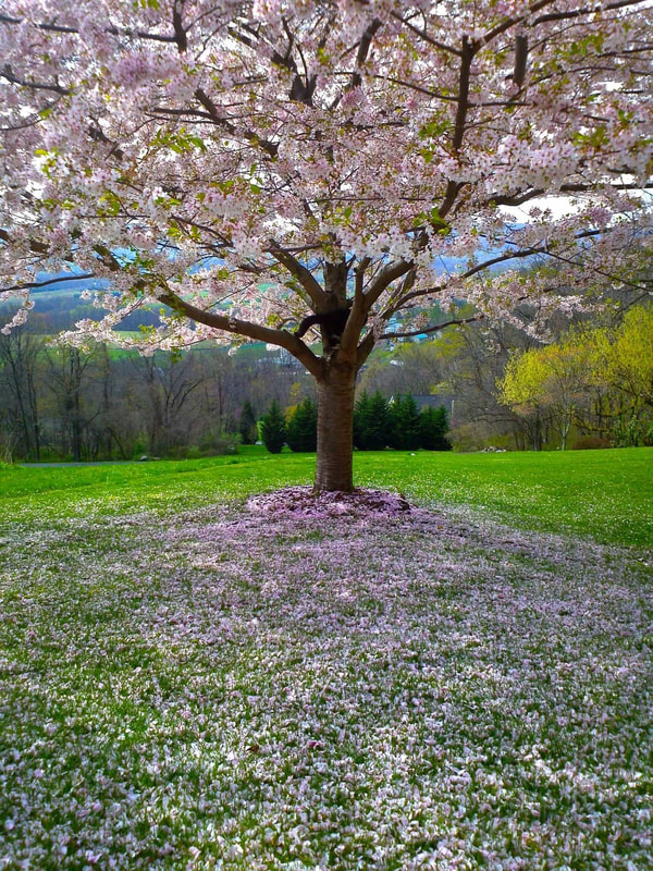 cherry blossom tree dropping flowers on a lawn