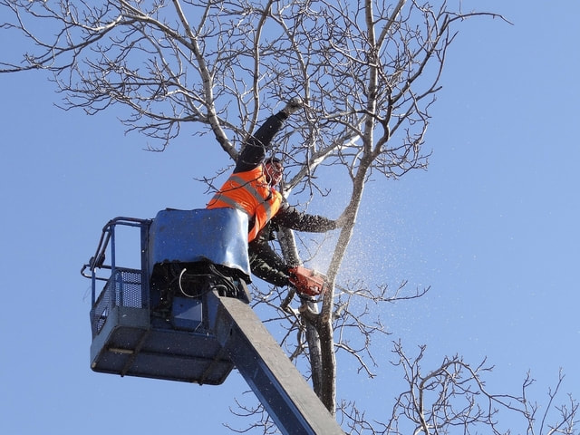 tree care crew removing limbs from large tree