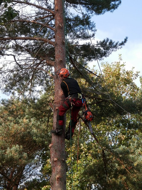 climber with ropes and gear scaling a cedar tree in order to remove some limbs for a customer