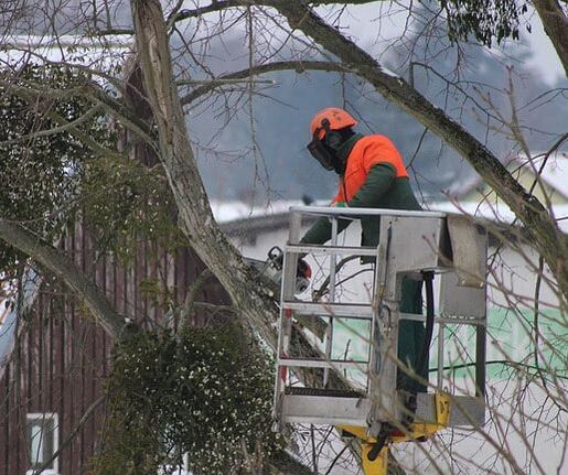 cherry picker being utilized to trim a tall tree on the side of a house