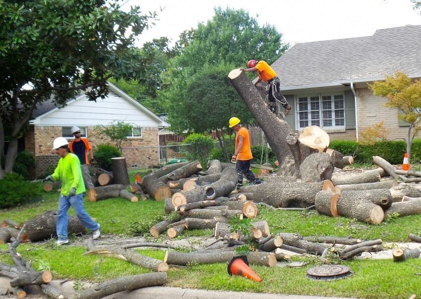 huge oak tree being chopped up and hauled away by a tree care crew in an emergency